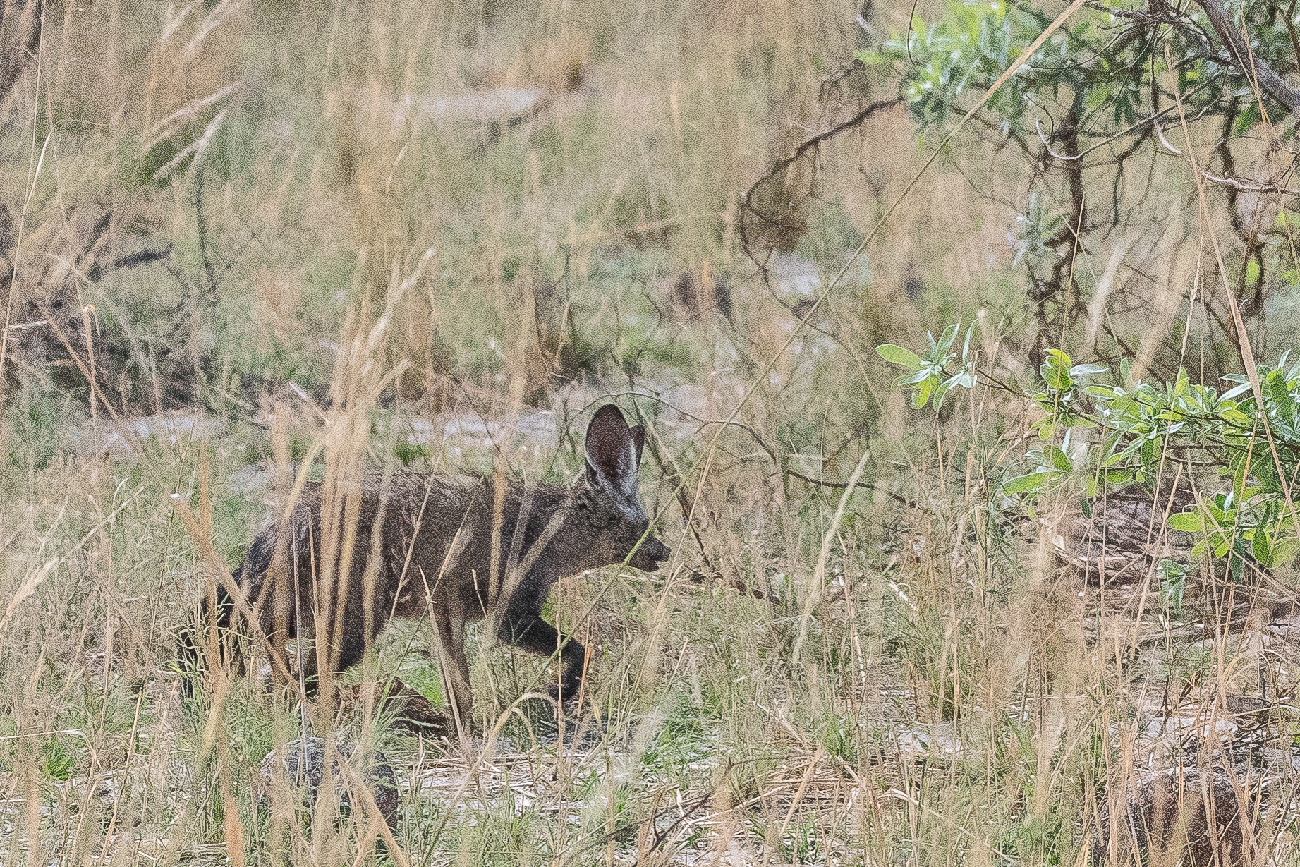 Otocyon ou Renard à oreilles de chauve souris, ou Chien oreillard (Bat-eared fox, Otocyon megalotis), Kwando reserve,  Botswana.